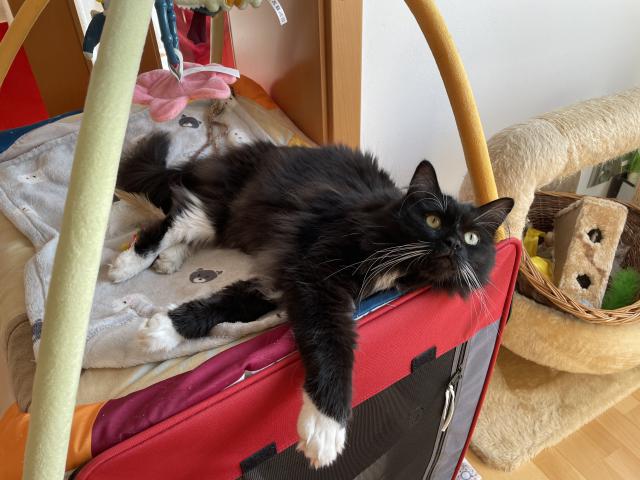 Povalov�n� to je moje nejobl�ben�j�� �innost😹