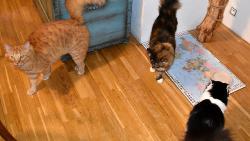 To tady m�me skonat hlady? Kdy u� n�m d� tu ve�e�i...