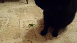 Kobylko, budeme se spolu kamar�dit, chce� ?