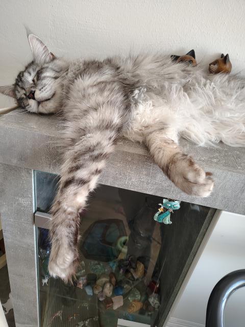 Takhle usilovn� pom�h�m pani�ce, kdy� pracuje z domu 😸