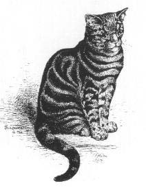 Kresba Harrisona Weira z knihy Our Cats (Nae koky), 1889