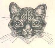 Kresba Harrisona Weira z knihy Our Cats (Nae koky), 1889