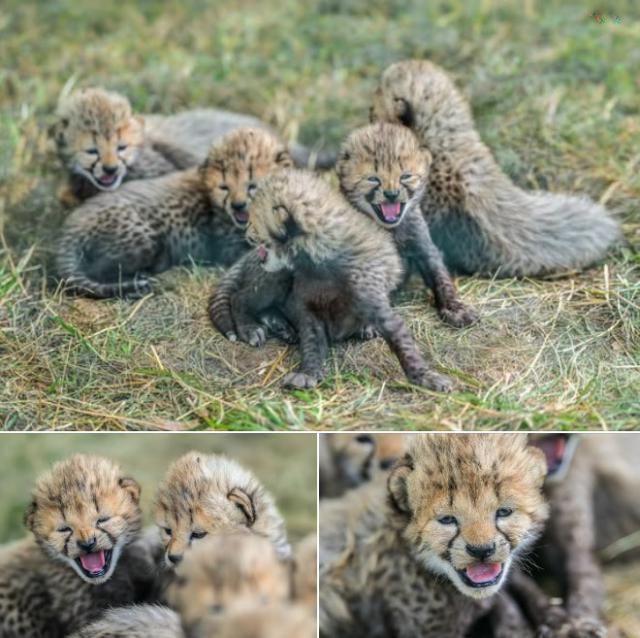 Gep�rd�ci se pr� narodili v pra�sk� ZOO.