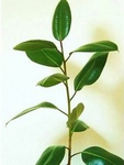 Gumovnk (fkus gumovnk), Ficus elastica