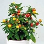 Lilek ozdobn, Solanum capsicastrum
