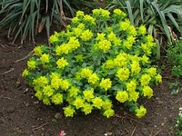 Pryec, Euphorbia