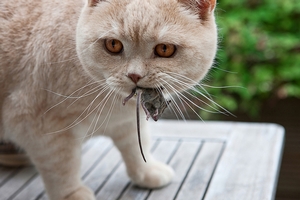 Britská kočka s ulovenou myší