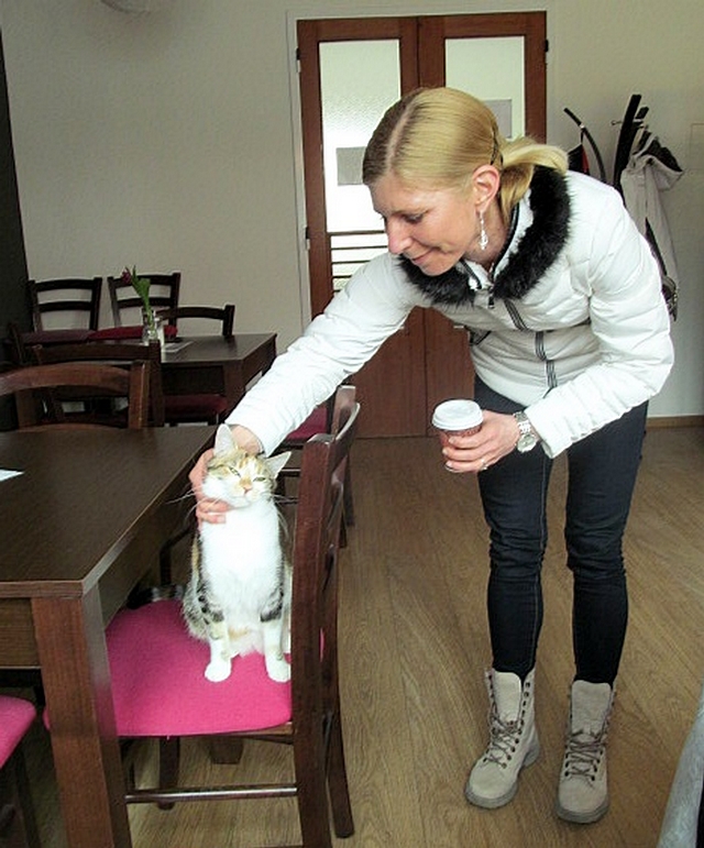 Koi kavrna CoffeeCat, Olomouc / Cat caf