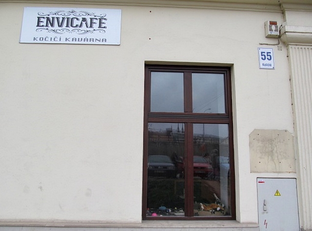 Koi kavrna Envi Caf, Brno / Cat caf