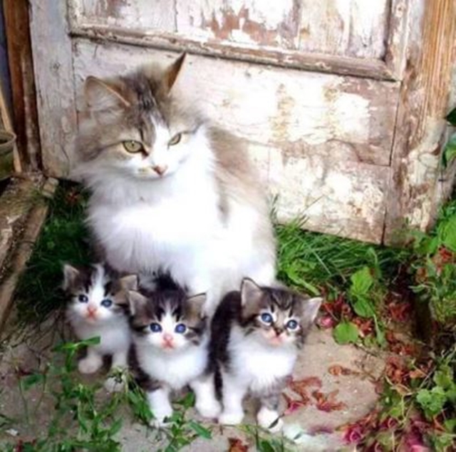 Koka s koaty / Cat with kittens