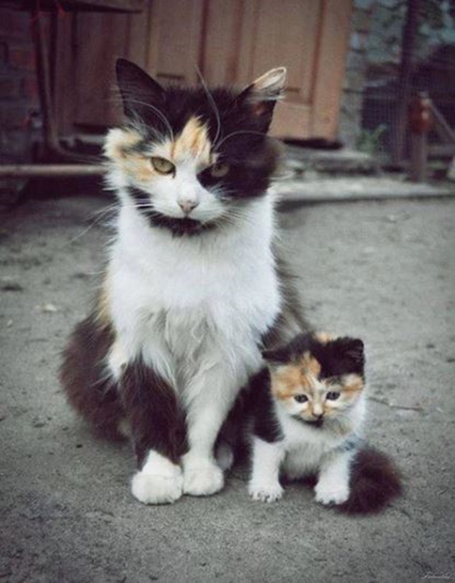 Koka s koaty / Cat with kittens