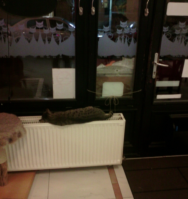 Koi kavrna Cat Caf & Gallery, Budape