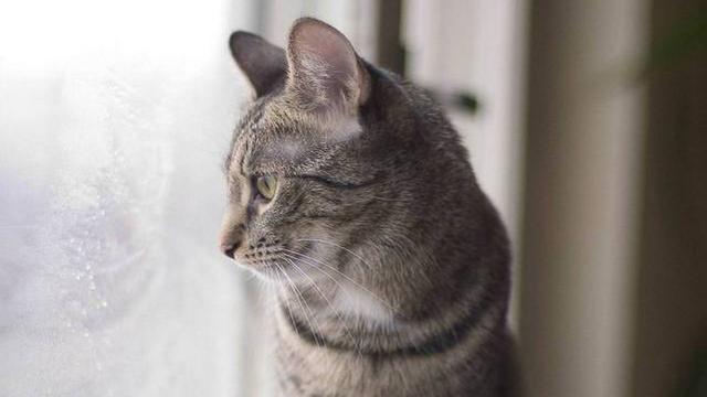 Veterinární poradna: Může se mrouskající kočce podat antikoncepce?