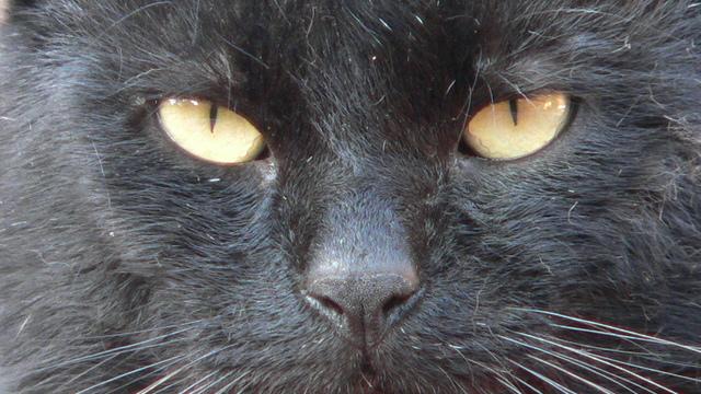 Veterinární poradna: Mrouskání kočky po kastraci