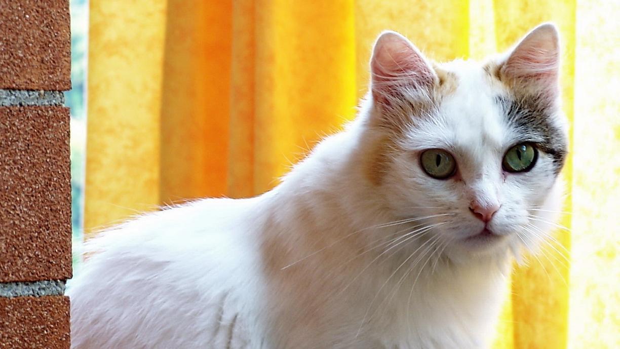 Veterinární poradna: Kočka po kastraci