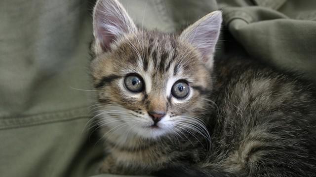 Veterinární poradna: Mrouskání kočky už ve třech měsících?