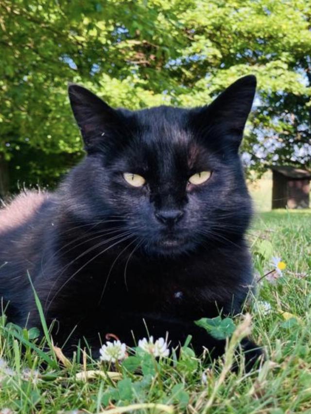 Hledá se černá kočka - Orlické hory