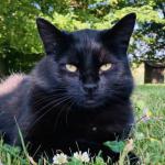 Hledá se černá kočka - Orlické hory