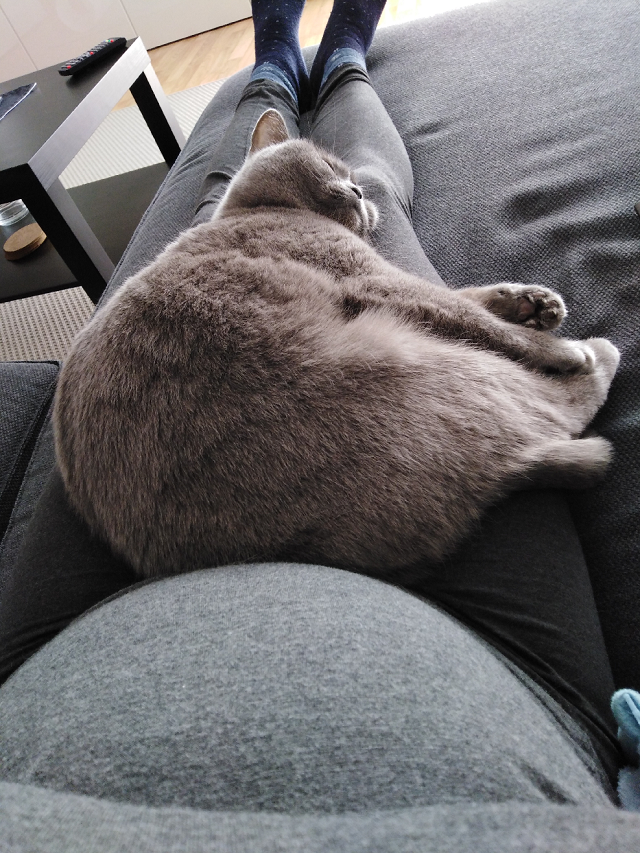Kočičí deníček: Borůvčin průvodce těhotenstvím