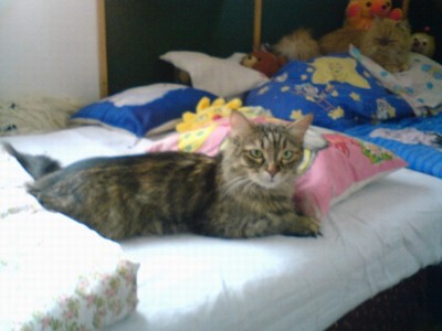 Beatrix Star Cats: Betynka v posteli