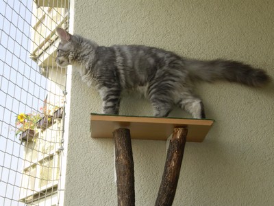 Monty (6): Máme nový kočičí strom