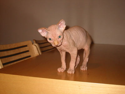 Burák (Tyrell Pink Panther): To jsem byl ještě malý kocourek...
