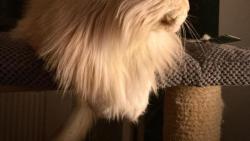 ...sem si nechal narůst zimní hřívu...