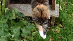 Skočila jsem za myšákem, ale utek mi:-(