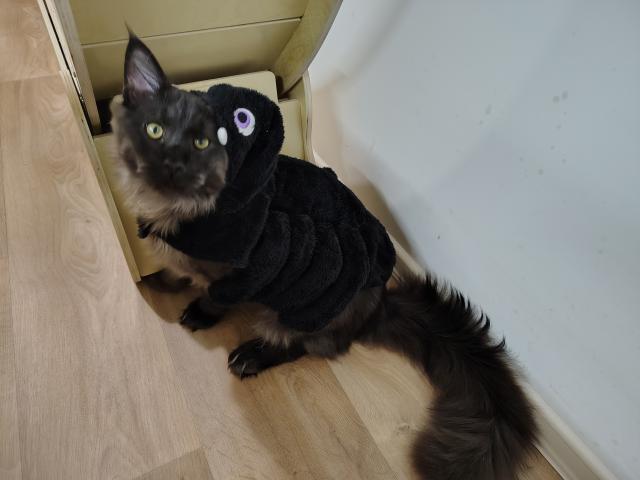 Pr byl njakej halloween a dvounoh mi nandala na hbet pavouka, nen ona prdl?