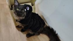 Prý byl nějakej halloween a dvounohá mi nandala na hřbet pavouka, není ona prdlá?