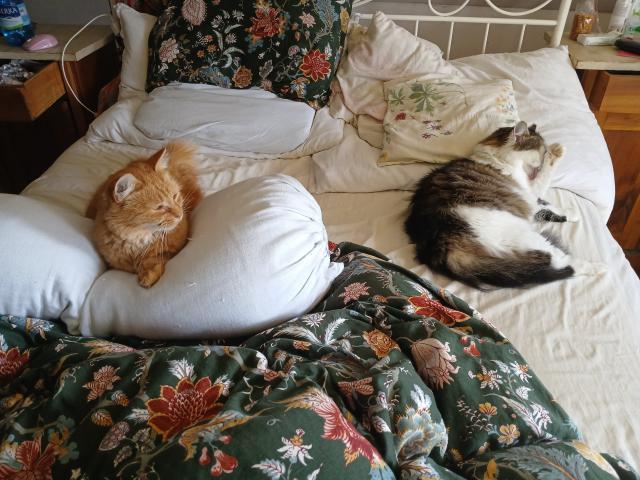 Po rnu bv pm &#128570;