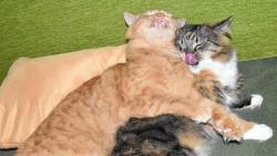 Zuzanko, nemusíš na mě mlaskat, já nespím, já jen přemýšlím.