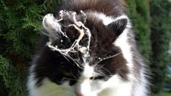 Takhle krásně ozdobená jsem se dneska přišla ukázat. Renata z toho ale nadšená nebyla, nechápu...