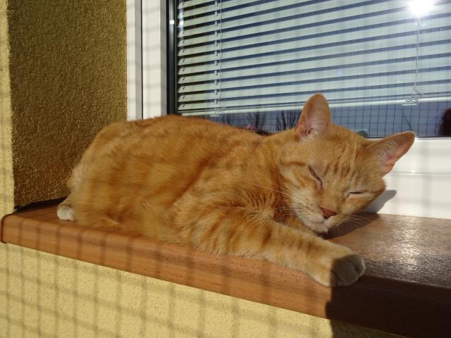 Ped polednem jsem si chvilku zdmnul na slunku.