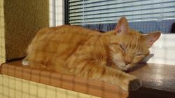 Před polednem jsem si chvilku zdřímnul na sluníčku.