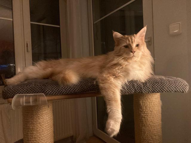 ...pan vrchn asistent .))