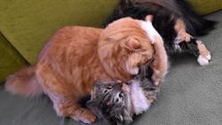 1/3 Jendo, j se ale nechci prt.