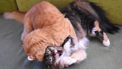 2/3 Renato, dlej nco! Jenda m tr.