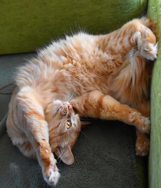 3/3 Renato, Zuzana si pkn vymejll, j jsem pece moc hodnej kocourek, taky si zasloum pamlsek.