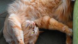 3/3 Renato, Zuzana si pkn vymejll, j jsem pece moc hodnej kocourek, taky si zasloum pamlsek.