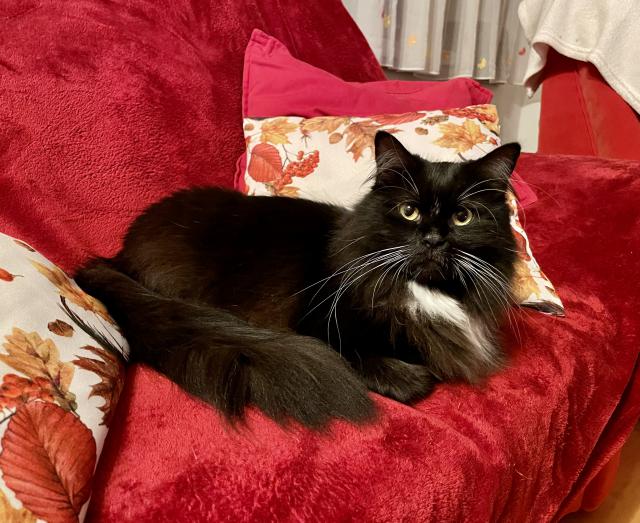 Ozdoba na sedaky-n Mack &#129392;