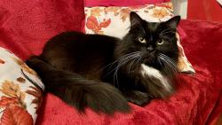 Ozdoba na sedaky-n Mack &#129392;