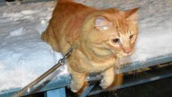 Konen jsem se dokal, mme snh :-)