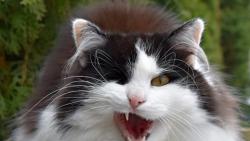 Si jako fakt mysl, e pestanu hat na ptky a poupu domu?