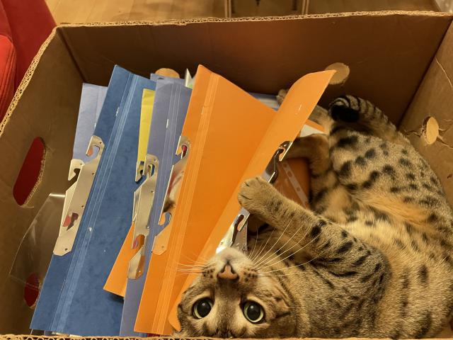 Bude za m archivka &#128209;&#128568;( natst jsem se nepustila do skartace, to bych pr mla leteck den, nebo nco takovho jeela panika, kdy m v tch spisech nachytala)