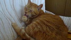 Musím opatrně, abych si nepoškrábal jazýček.