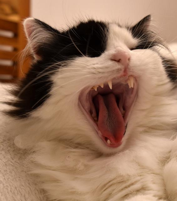 Dneska sout��me o nejv�t�� tlamu. Douf�m, �e vyhraju j�.