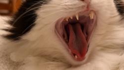 Dneska soutěžíme o největší tlamu. Doufám, že vyhraju já.