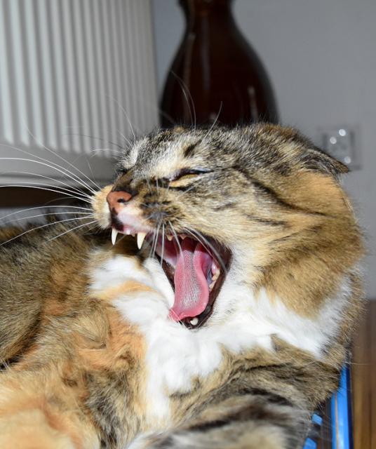 Kry�p�na je moc sout�iv�, je �pln� jasn�, �e nejv�t�� tlamu m�m j�.