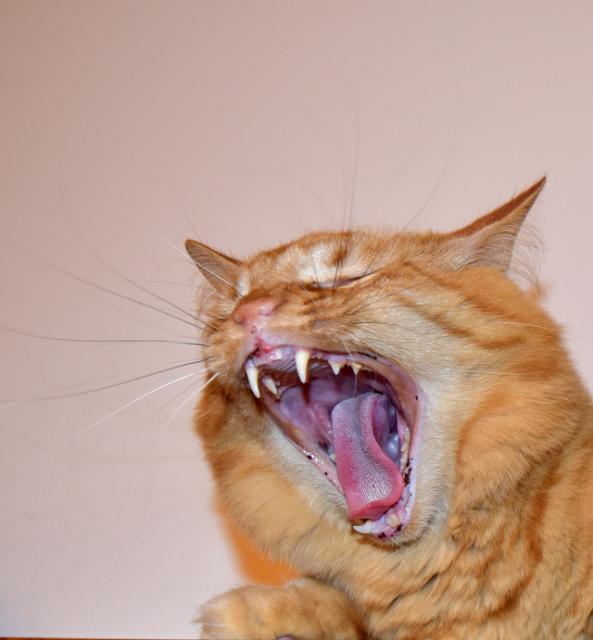 Fakt si nemysl�m, �e holky vyhrajou.